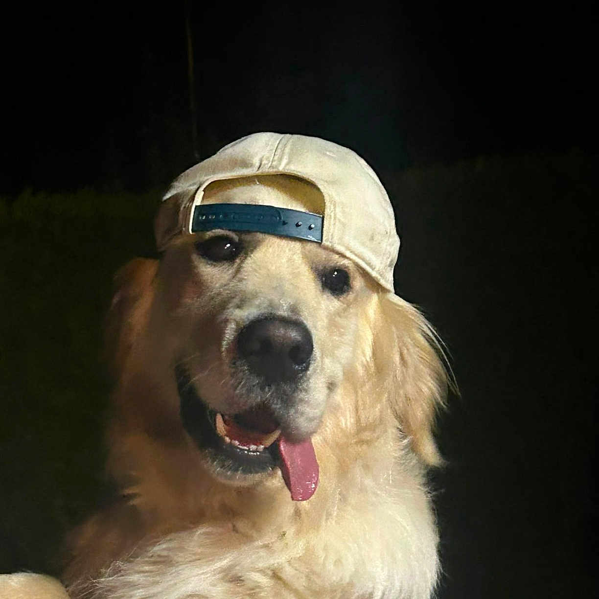 Vino