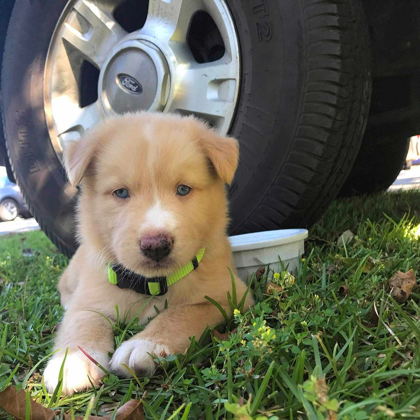 Bandit is registered to the contest to win money with this photo: alloywheel, animal, ball, canine, car, carwheel, dog, football, goldenretriever, grass, lawn, machine, pet, plant, puppy, spoke, tire, transportation, vehicle, wheel