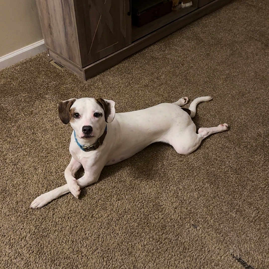 Fabo joined the competition — help win amazing prizes! animal, boxer, bulldog, cabinet, canine, dog, drawer, furniture, hardwood, hound, indoors, interiordesign, labradorretriever, pet, pitbull, plywood, pointer, puppy, shelf, wood