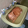 cat, orange_cat, tabby, pet, animal, bathroom, sink, basin, toothbrush, toothpaste, toiletries, towel, bath_mat, faucet, tile, indoor, relaxed, lying_down, ginger_fur, funny