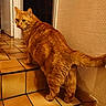 cat, orange_tabby, ginger_cat, animal, pet, feline, striped_fur, whiskers, ears, eyes, tail, standing, staircase, tile_floor, indoor, hallway, wall, warm_lighting, portrait, domestic_cat