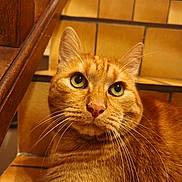 Tigrou participe au concours pour gagner de l'argent avec cette photo : cat, orange_tabby, feline, pet, animal, close_up, portrait, whiskers, green_eyes, ears, fur, striped_fur, sitting, indoors, wooden_chair, wooden_furniture, warm_lighting, home, looking_at_camera, cute