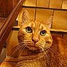 cat, orange_tabby, feline, pet, animal, close_up, portrait, whiskers, green_eyes, ears, fur, striped_fur, sitting, indoors, wooden_chair, wooden_furniture, warm_lighting, home, looking_at_camera, cute