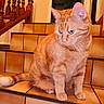 cat, orange_tabby, pet, animal, feline, sitting, staircase, tile, indoor, home, portrait, whiskers, ears, paws, tail, fur, striped_fur, green_eyes, wooden_railing, warm_lighting