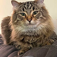 Ozzie is registered to the contest to win money with this photo: animal, cat, close_up, cozy, cute, domestic_cat, feline, fluffy, fur, green_eyes, indoor, laying, mammal, pet, portrait, relaxed, resting, soft_texture, tabby_cat, whiskers