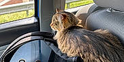 Ozzie joined the competition — help win amazing prizes! animal, black, car_interior, car_seat, cat, fur, gray, looking_out, mesh, pet, pet_carrier, reflection, seatbelt, side_view, sunlight, tabby_cat, transport, travel, window, zipper
