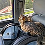 animal, black, car_interior, car_seat, cat, fur, gray, looking_out, mesh, pet, pet_carrier, reflection, seatbelt, side_view, sunlight, tabby_cat, transport, travel, window, zipper