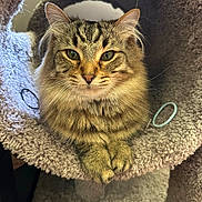 Ozzie is registered to the contest to win money with this photo: cat, tabby, fluffy, pet, animal, feline, cute, indoor, cozy, carpeted, tunnel, relaxed, paws, whiskers, ears, face, fur, looking, closeup, domestic
