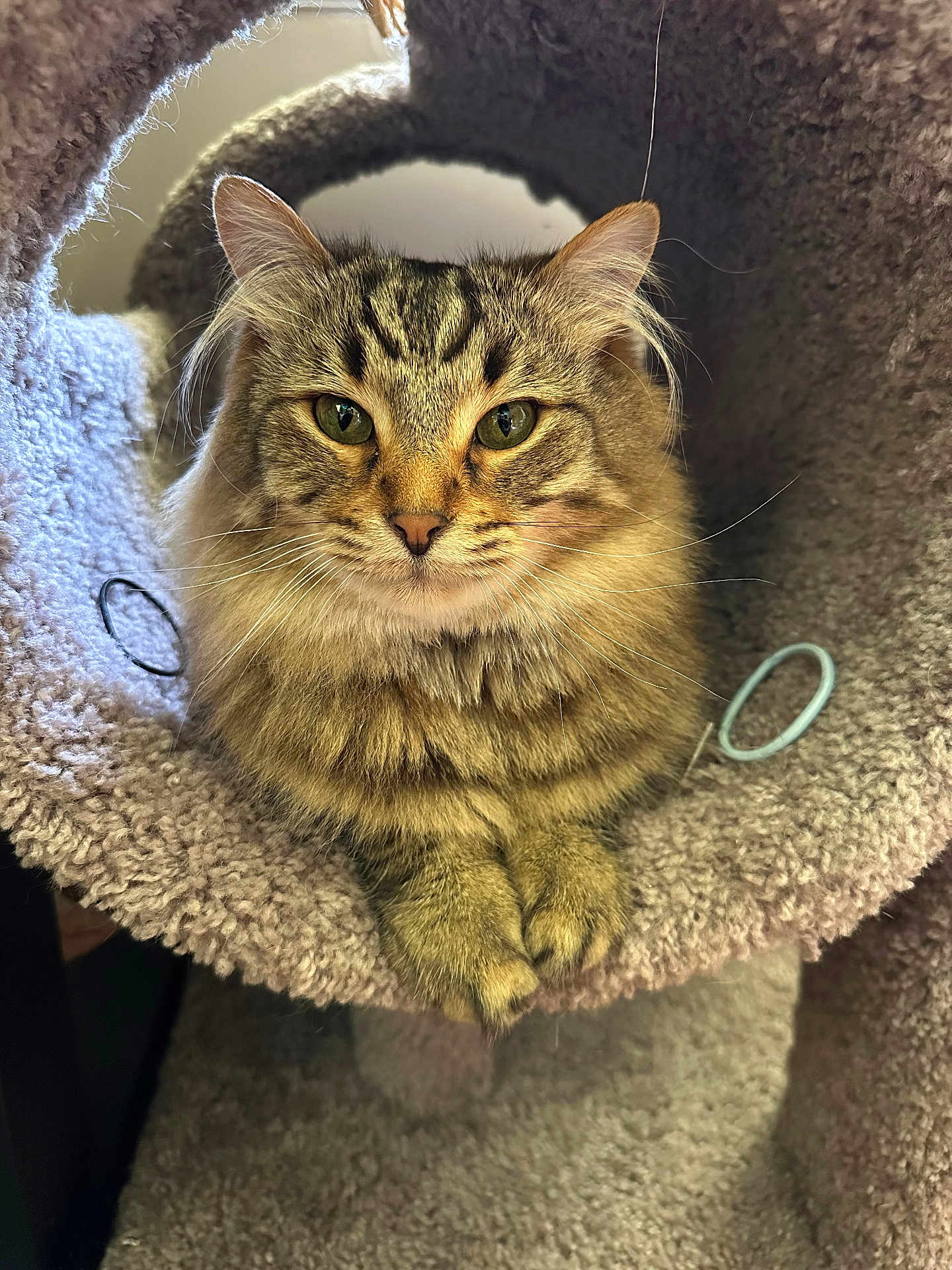 Ozzie