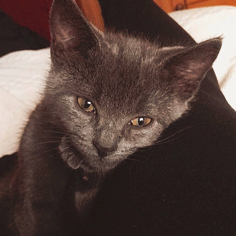 Smokey joined the competition — help win amazing prizes! asian, black_cat, burmese, carnivore, cat, chartreux, domestic_short_haired_cat, ear, eye, felidae, fur, kitten, korat, mammal, nebelung, russian_blue, small_to_medium_sized_cats, snout, vertebrate, whiskers