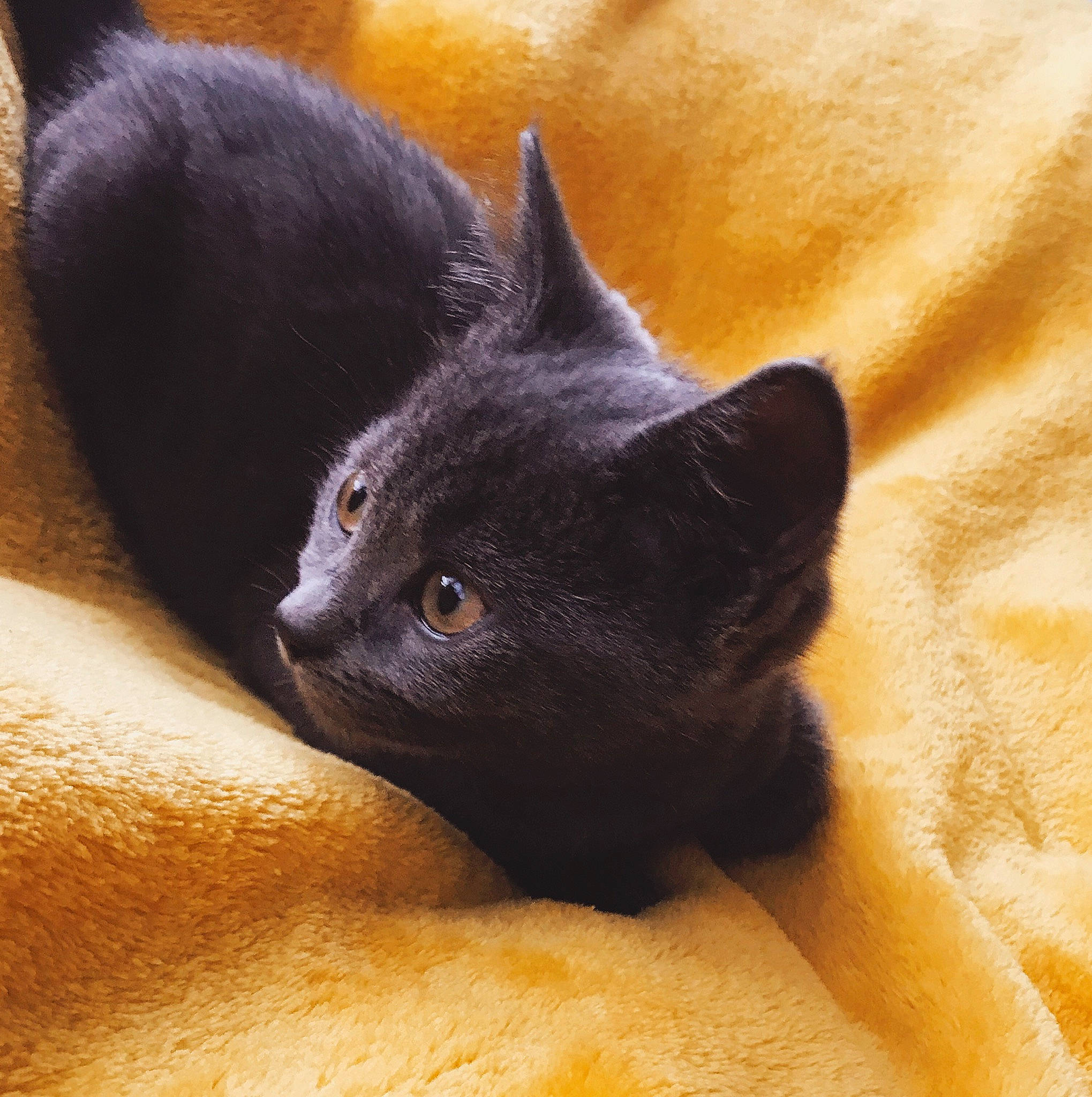 Smokey is registered to the contest to win money with this photo: asian, black_cat, bombay, british_shorthair, burmese, carnivore, cat, chartreux, domestic_short_haired_cat, felidae, german_rex, kitten, korat, mammal, nebelung, russian_blue, small_to_medium_sized_cats, snout, vertebrate, whiskers