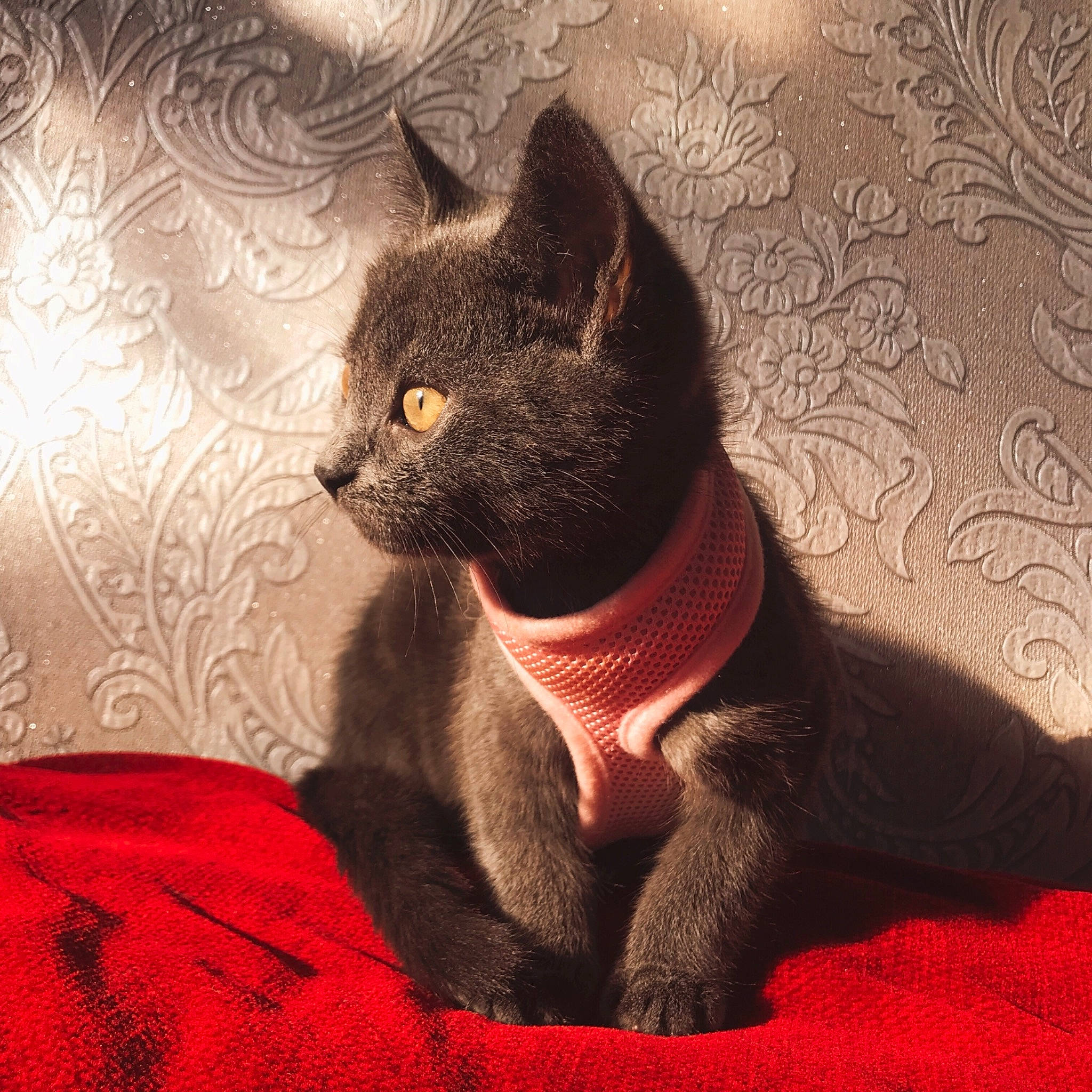 Smokey is registered to the contest to win money with this photo: asian, black_cat, british_shorthair, burmese, carnivore, cat, chartreux, domestic_short_haired_cat, felidae, fur, kitten, korat, mammal, russian_blue, small_to_medium_sized_cats, snout, tail, whiskers