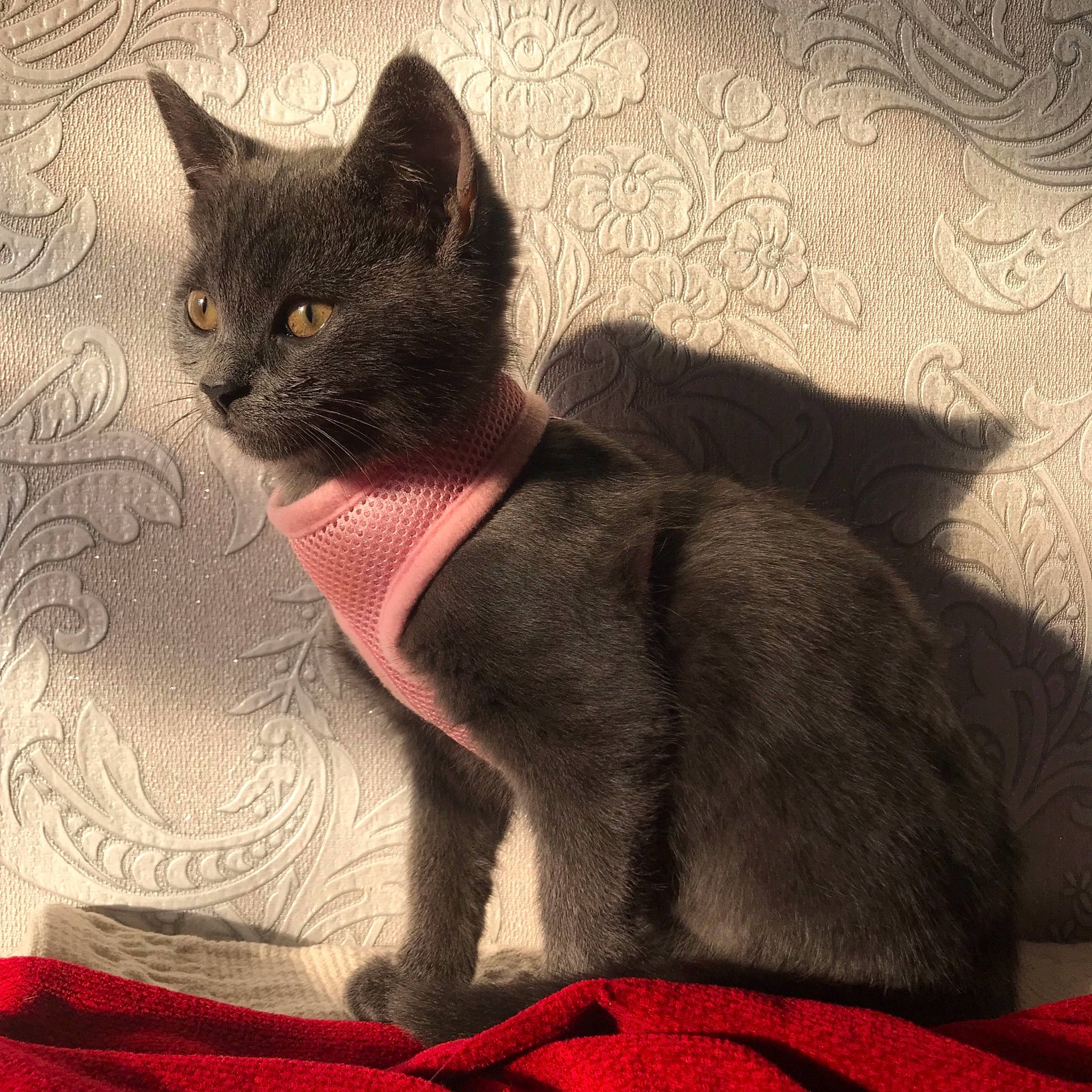 Smokey is registered to the contest to win money with this photo: asian, black_cat, british_shorthair, burmese, carnivore, cat, chartreux, domestic_short_haired_cat, felidae, havana_brown, kitten, korat, mammal, nebelung, russian_blue, small_to_medium_sized_cats, tail, vertebrate, whiskers