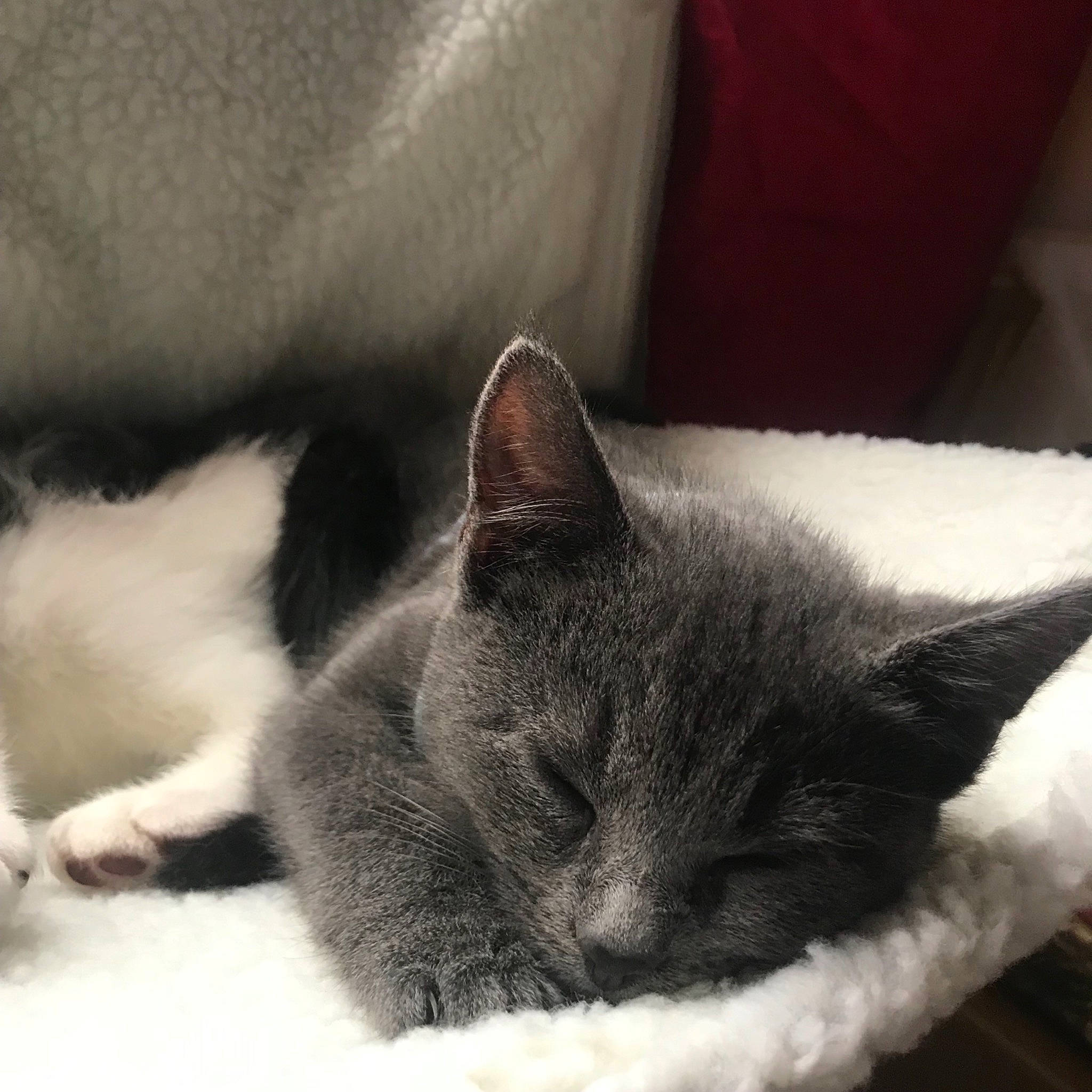 Smokey is registered to the contest to win money with this photo: asian, burmese, carnivore, cat, cat_bed, chartreux, domestic_short_haired_cat, ear, felidae, fur, german_rex, kitten, korat, mammal, nap, nose, small_to_medium_sized_cats, snout, vertebrate, whiskers