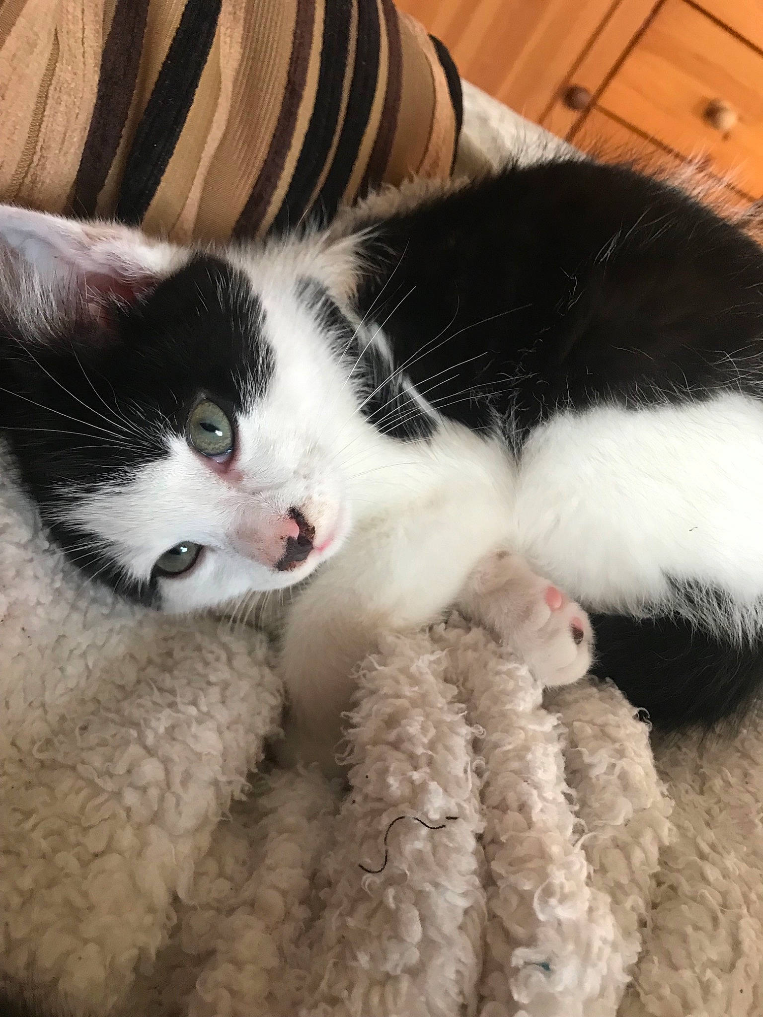 Leo joined the competition — help win amazing prizes! black_and_white, carnivore, cat, claw, domestic_short_haired_cat, felidae, fur, kitten, nose, paw, polydactyl_cat, small_to_medium_sized_cats, snout, tail, whiskers