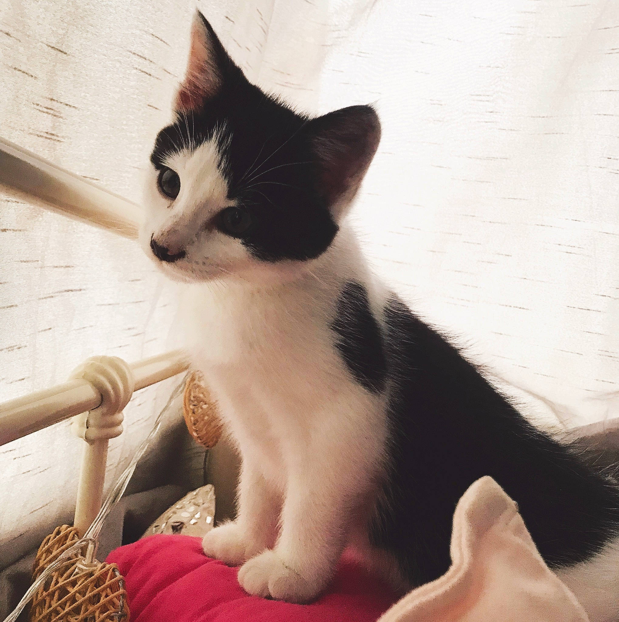 Leo joined the competition — help win amazing prizes! aegean_cat, american_wirehair, black_and_white, carnivore, cat, domestic_short_haired_cat, eye, felidae, fur, hand, japanese_bobtail, kitten, leg, paw, polydactyl_cat, skin, small_to_medium_sized_cats, tail, whiskers, white