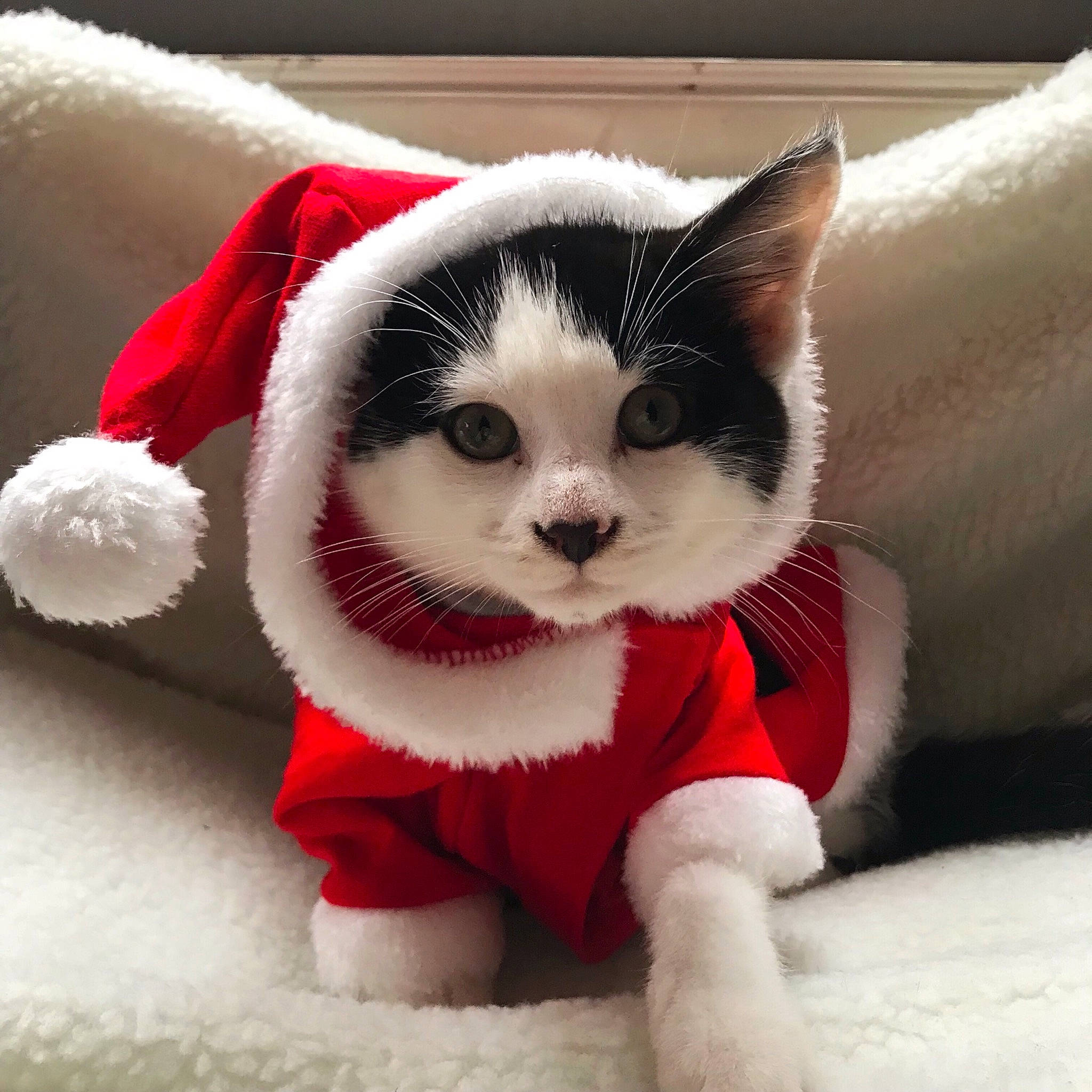 Leo is registered to the contest to win money with this photo: carnivore, cat, domestic_short_haired_cat, felidae, fictional_character, fur, kitten, ragdoll, scottish_fold, small_to_medium_sized_cats, snout, whiskers