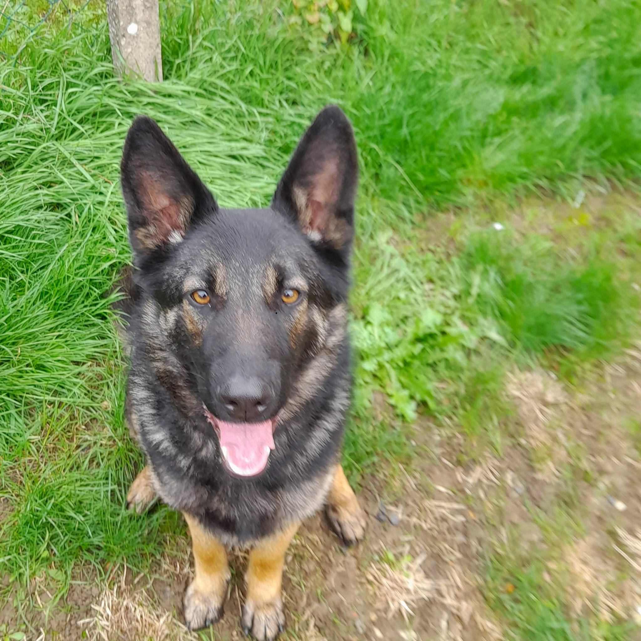 Haya participe au concours pour gagner de l'argent avec cette photo : biting, canidae, canis, carnivore, dog, dog_breed, east_european_shepherd, german_shepherd_dog, grass, guard_dog, herding_dog, king_shepherd, old_german_shepherd_dog, snout, sporting_group, terrestrial_animal, working_animal, working_dog