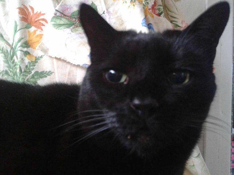 Sooty