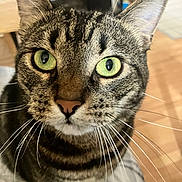 Goochie is registered to the contest to win money with this photo: cat, tabby, green_eyes, whiskers, close_up, pet, animal, feline, curious, indoor, fur, portrait, looking, domestic_cat, background_blur, face, ears, nose, eyes, muzzle