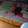 cat, bed, pillow, frog, hearts, floor, tiled_floor, wall, sheet, animal, pet, indoor, furniture, cute, resting, colorful, pattern, curious, small_cat, fabric