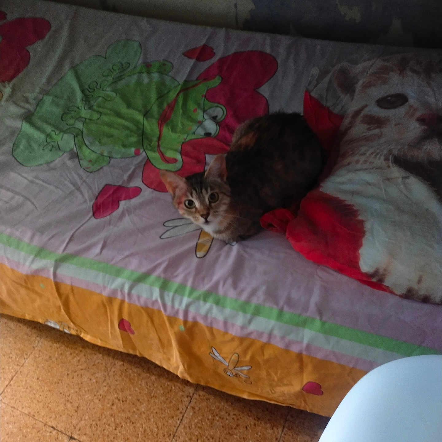 Tigresse participe au concours pour gagner de l'argent avec cette photo : cat, bed, pillow, frog, hearts, floor, tiled_floor, wall, sheet, animal, pet, indoor, furniture, cute, resting, colorful, pattern, curious, small_cat, fabric