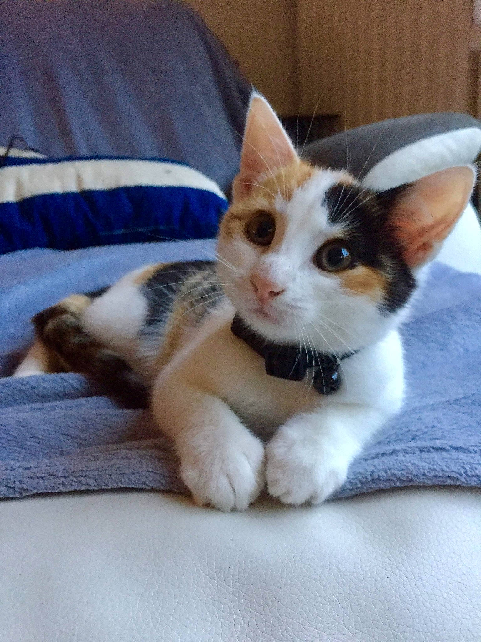 Ondine a rejoint le concours — aidez-le/la à gagner de superbes lots ! aegean_cat, american_wirehair, carnivore, cat, ear, european_shorthair, fawn, felidae, fur, german_rex, kitten, mammal, paw, polydactyl_cat, small_to_medium_sized_cats, vertebrate, whiskers