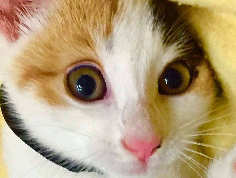 Ondine participe au concours pour gagner de l'argent avec cette photo : aegean_cat, american_wirehair, carnivore, cat, close_up, domestic_short_haired_cat, eye, felidae, fur, iris, kitten, mammal, nose, organ, singapura, skin, small_to_medium_sized_cats, snout, turkish_van, whiskers