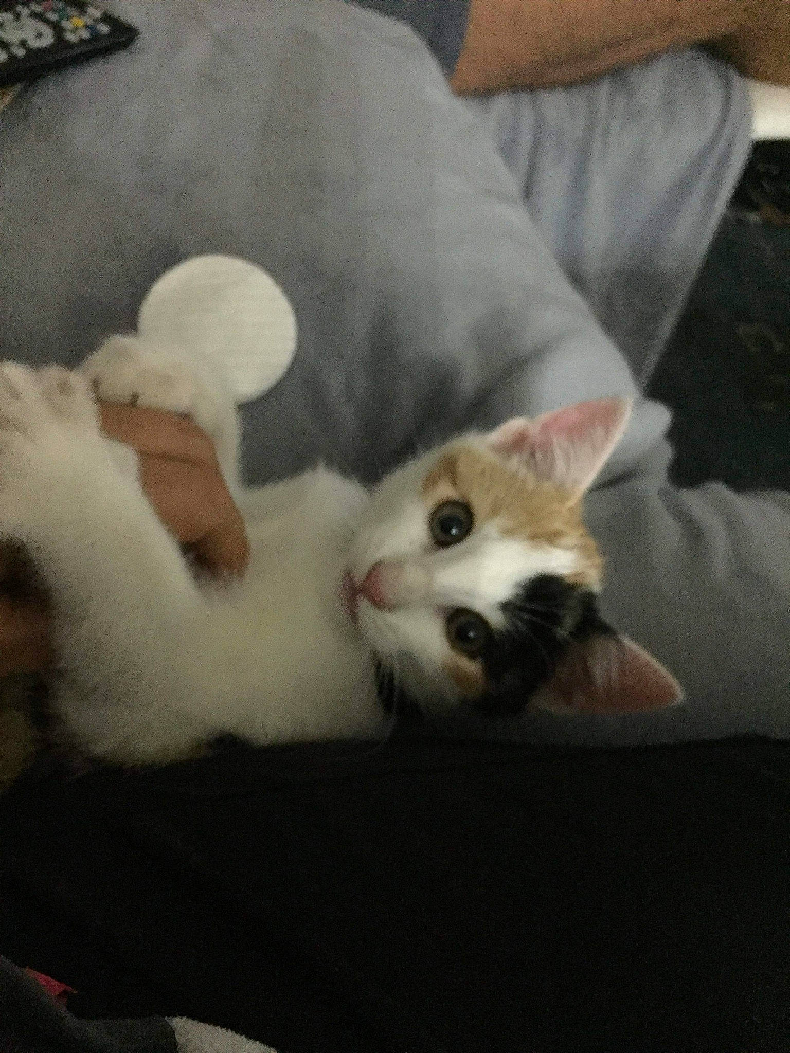 Ondine participe au concours pour gagner de l'argent avec cette photo : carnivore, cat, ear, european_shorthair, fawn, felidae, fur, kitten, norwegian_forest_cat, polydactyl_cat, skin, small_to_medium_sized_cats, tail, turkish_angora, turkish_van, whiskers