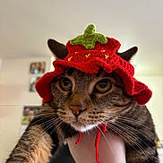 Nala joined the competition — help win amazing prizes! cat, tabby, knitted_hat, red_hat, strawberry_hat, pet, indoor, person_hand, close_up, whiskers, animal, cute, funny_hat, yellow_eyes, feline, portrait, domestic_cat, looking_at_camera, household, soft_lighting