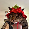 cat, tabby, knitted_hat, red_hat, strawberry_hat, pet, indoor, person_hand, close_up, whiskers, animal, cute, funny_hat, yellow_eyes, feline, portrait, domestic_cat, looking_at_camera, household, soft_lighting