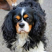 Sasha participe au concours pour gagner de l'argent avec cette photo : dog, tricolor, curly_ears, pet, animal, close_up, outdoor, canine, fur, face, portrait, cute, looking, black, white, brown, companion, friendly, walking, curly_fur