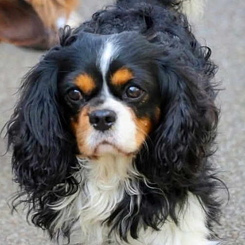 Sasha participe au concours pour gagner de l'argent avec cette photo : dog, tricolor, curly_ears, pet, animal, close_up, outdoor, canine, fur, face, portrait, cute, looking, black, white, brown, companion, friendly, walking, curly_fur