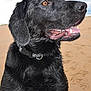 Shadow is registered to the contest to win money with this photo: