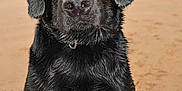Shadow is registered to the contest to win money with this photo: