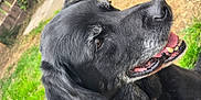 Shadow joined the competition — help win amazing prizes! black_dog, dog, pet, animal, outdoor, grass, tongue, teeth, fur, closeup, side_view, happy, canine, nature, yard, muzzle, ears, snout, collar, old_dog