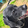 black_dog, dog, pet, animal, outdoor, grass, tongue, teeth, fur, closeup, side_view, happy, canine, nature, yard, muzzle, ears, snout, collar, old_dog