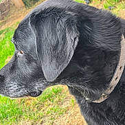 Shadow is registered to the contest to win money with this photo: dog, black_dog, side_profile, outdoor, grass, collar, pet, animal, fur, canine, muzzle, ears, nature, portrait, domestic_animal, watchful, closeup, daylight, background_blur, quiet