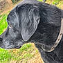dog, black_dog, side_profile, outdoor, grass, collar, pet, animal, fur, canine, muzzle, ears, nature, portrait, domestic_animal, watchful, closeup, daylight, background_blur, quiet