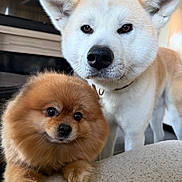 Chanel And Bentley joined the competition — help win amazing prizes! dog, dogs, puppy, adult_dog, white_dog, brown_dog, fluffy, fur, pointy_ears, standing, lying_down, portrait, close_up, indoors, home, sofa, couch, pet, cute, companionship