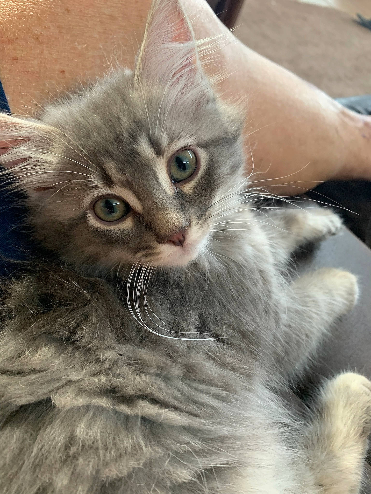 Teddy Mitchell is registered to the contest to win money with this photo: british_longhair, carnivore, cat, claw, comfort, domestic_short_haired_cat, eye, fawn, felidae, fur, grey, head, paw, plant, small_to_medium_sized_cats, snout, whiskers