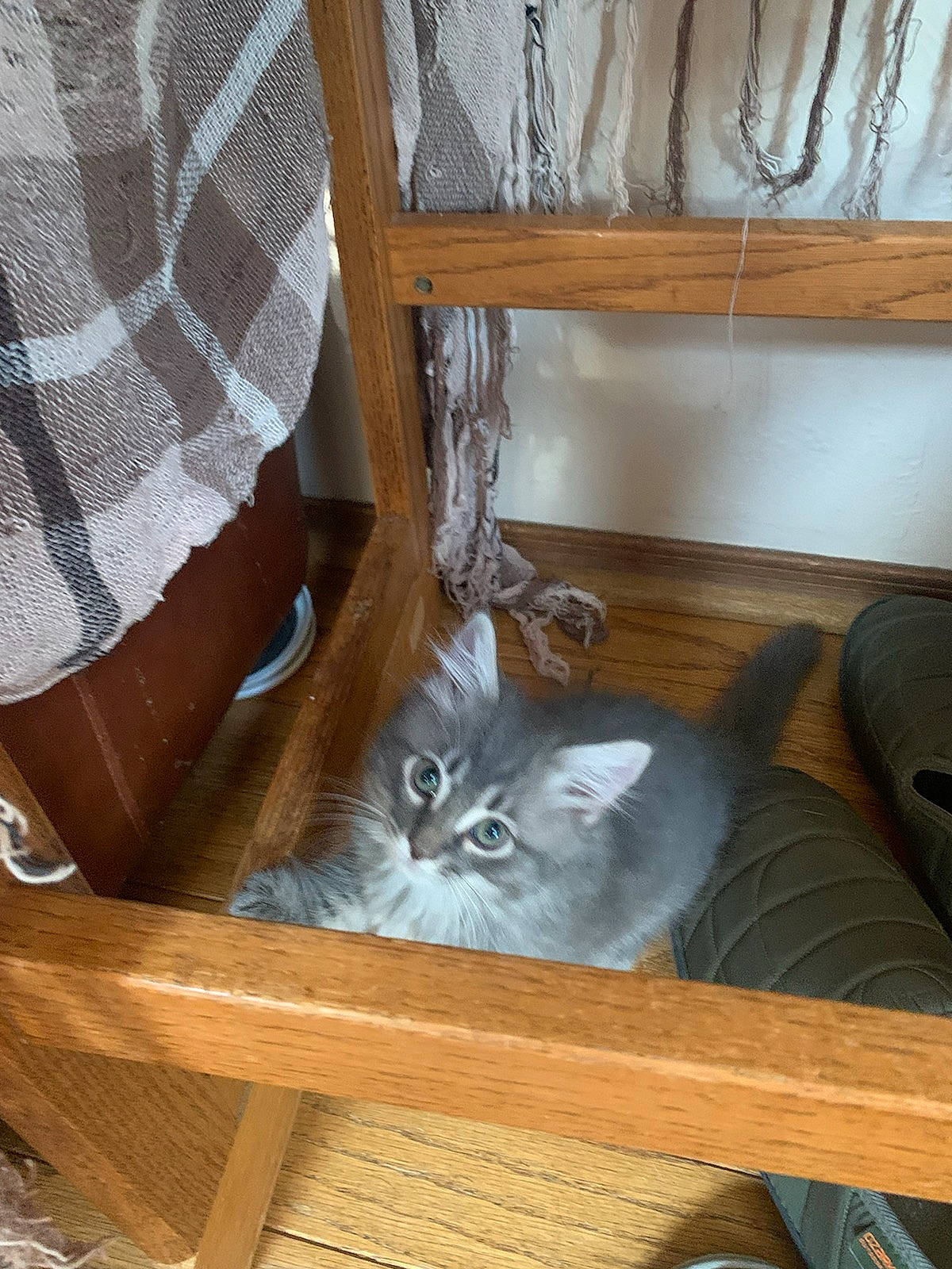 Teddy Mitchell joined the competition — help win amazing prizes! carnivore, cat, cat_supply, chair, comfort, couch, domestic_short_haired_cat, felidae, flooring, fur, hardwood, house, room, shelf, shelving, small_to_medium_sized_cats, table, whiskers, wood, wood_stain