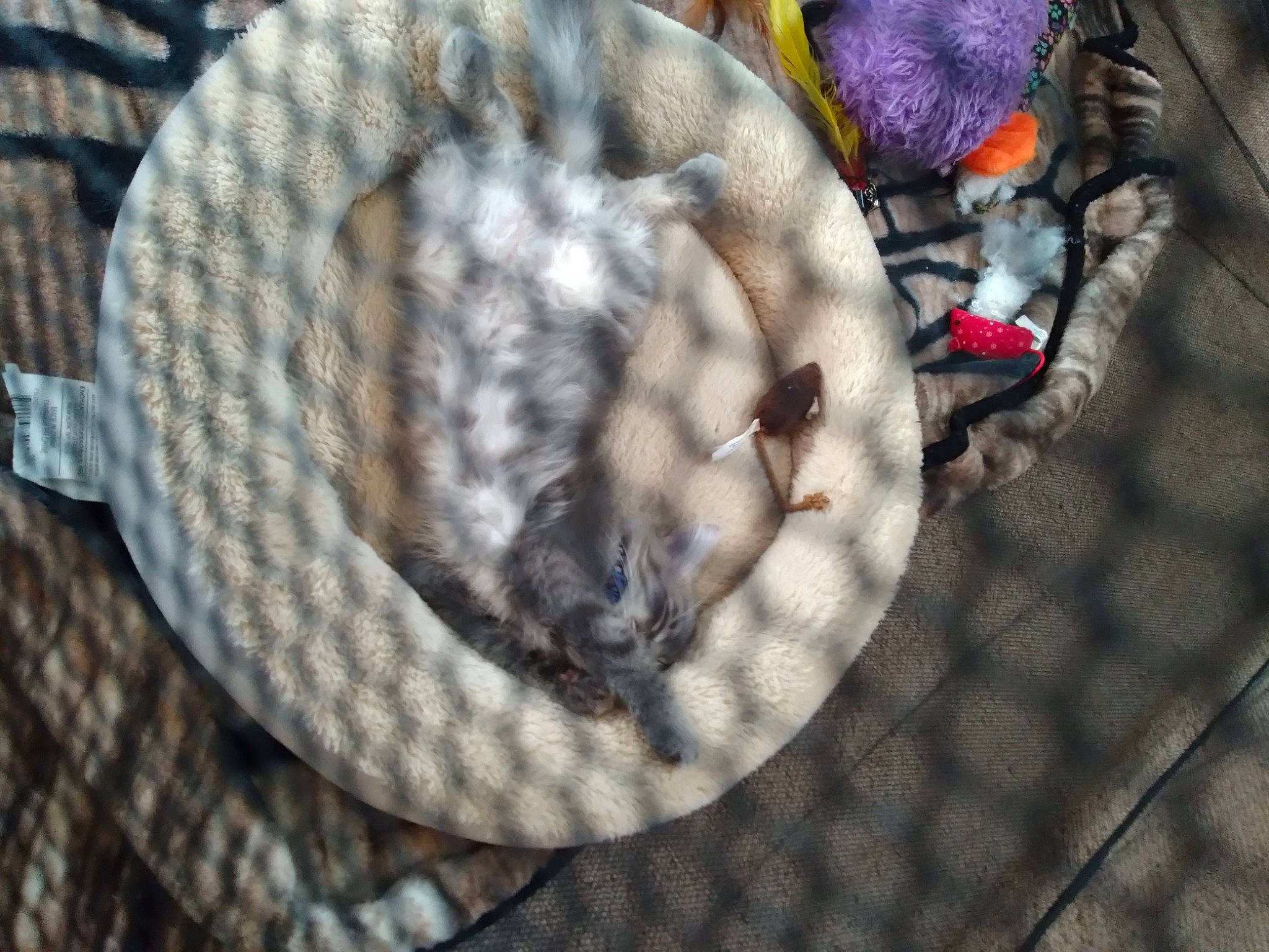 Teddy Mitchell is registered to the contest to win money with this photo: carmine, circle, fashion_accessory, feather, felidae, fur, grass, grey, jewellery, linens, pattern, plaid, rope, tartan, textile, thread, tree, winter, wood, wool