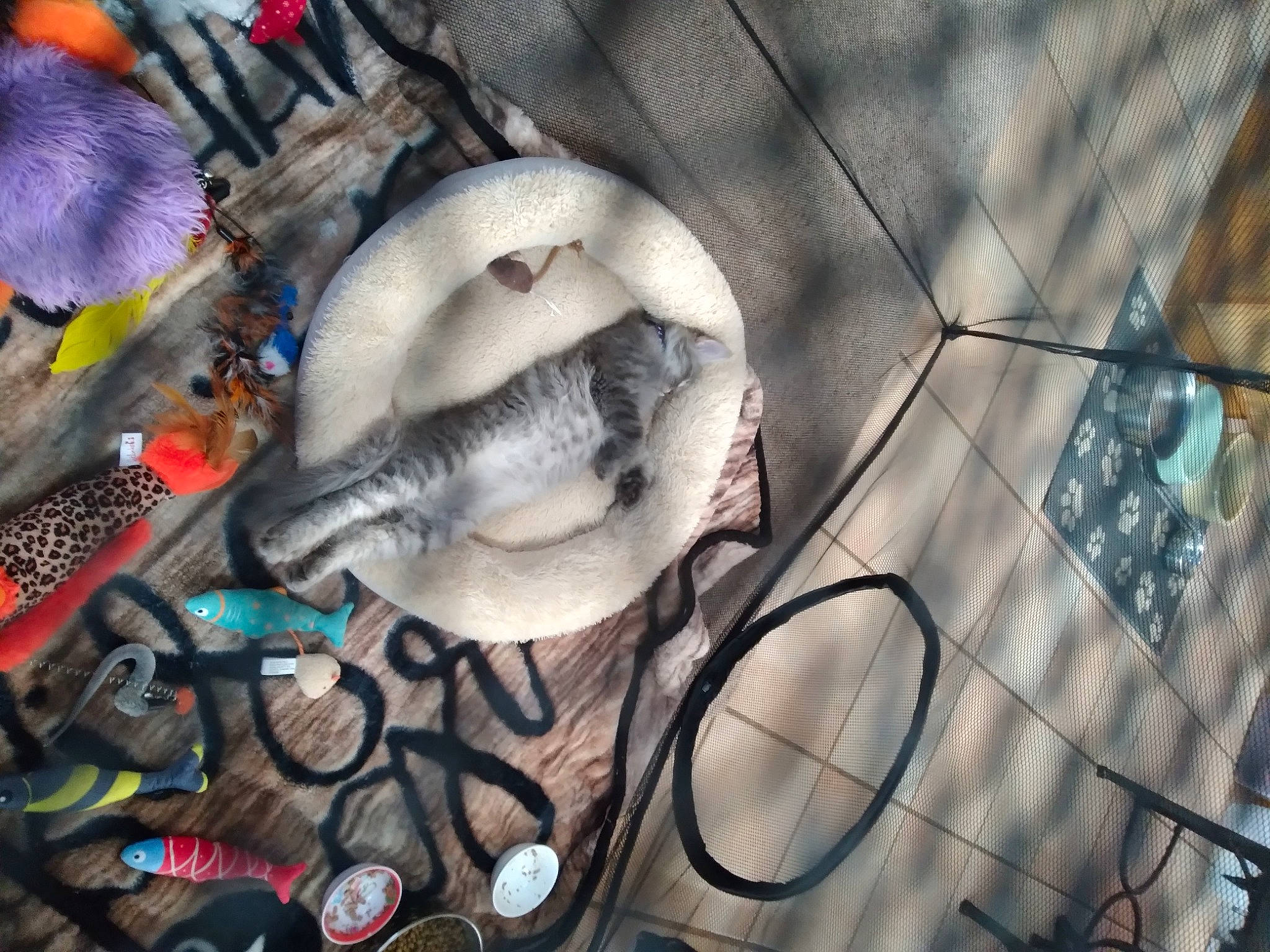 Teddy Mitchell is registered to the contest to win money with this photo: art, city, eyelash, facade, feather, fish, freezing, fur, graffiti, grey, illustration, metal, mural, painting, pattern, shadow, sidewalk, twig, visual_arts, winter