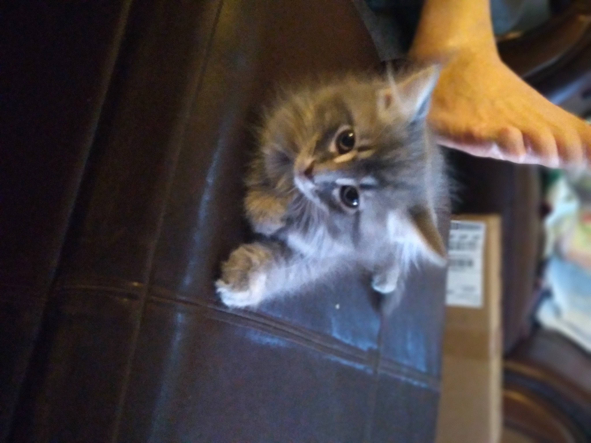 Teddy Mitchell joined the competition — help win amazing prizes! animal_shelter, box, carnivore, cat, cat_supply, claw, domestic_short_haired_cat, electric_blue, fawn, felidae, flooring, fur, hardwood, paw, small_to_medium_sized_cats, snout, tail, terrestrial_animal, whiskers, wood