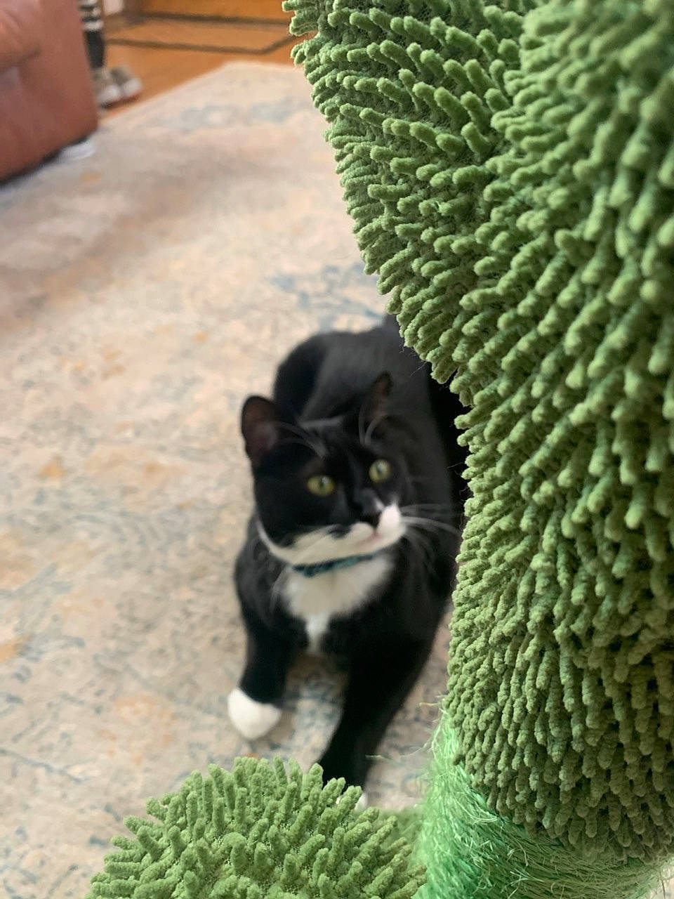 Silas Mitchell joined the competition — help win amazing prizes! black_cat, carnivore, cat, conifer, dog_breed, domestic_short_haired_cat, felidae, fur, garden, grass, green, groundcover, organism, plant, small_to_medium_sized_cats, snout, tail, terrestrial_animal, terrestrial_plant, whiskers