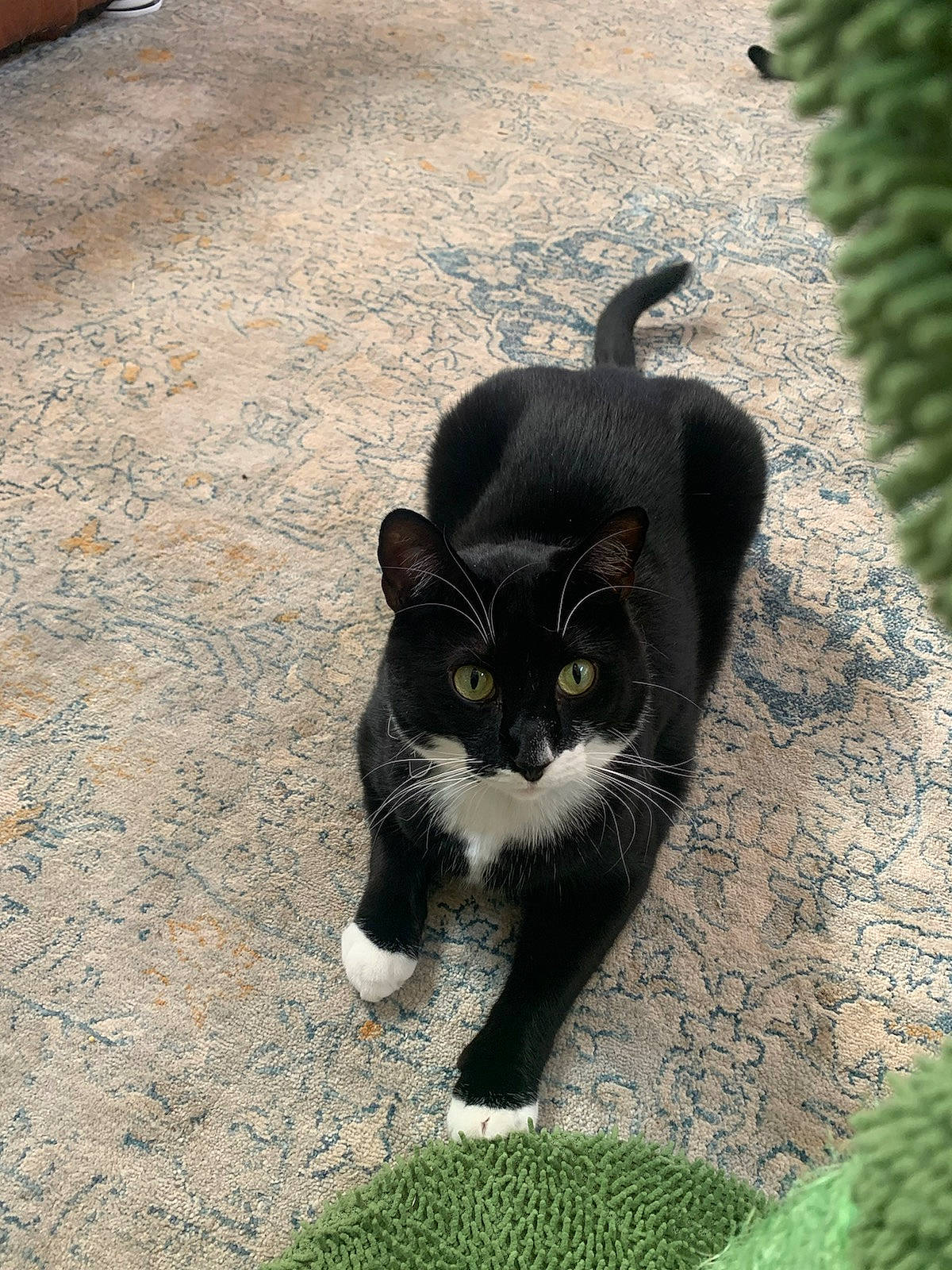 Silas Mitchell is registered to the contest to win money with this photo: asphalt, black_cat, carnivore, cat, dog_breed, domestic_short_haired_cat, felidae, fur, grass, groundcover, paw, plant, road_surface, shadow, small_to_medium_sized_cats, snout, tail, terrestrial_animal, tree, whiskers