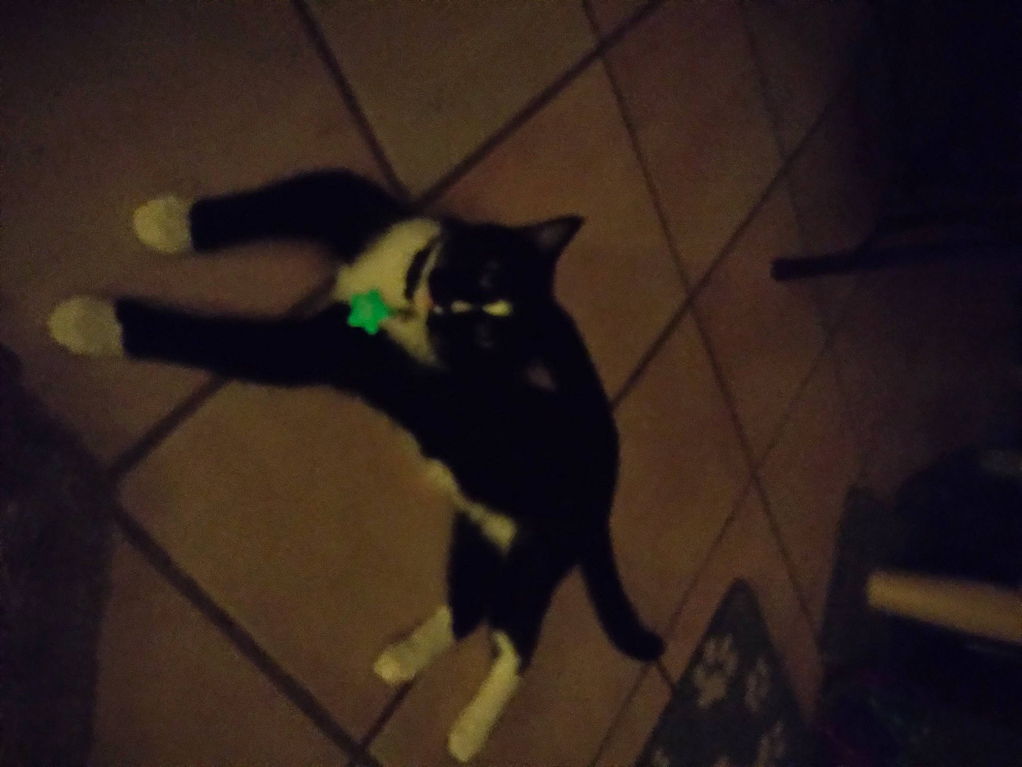 Big Jake joined the competition — help win amazing prizes! black_cat, carnivore, cat, darkness, domestic_short_haired_cat, felidae, floor, flooring, foot, fur, hardwood, human_leg, paw, room, shadow, small_to_medium_sized_cats, tail, tints_and_shades, whiskers, wood