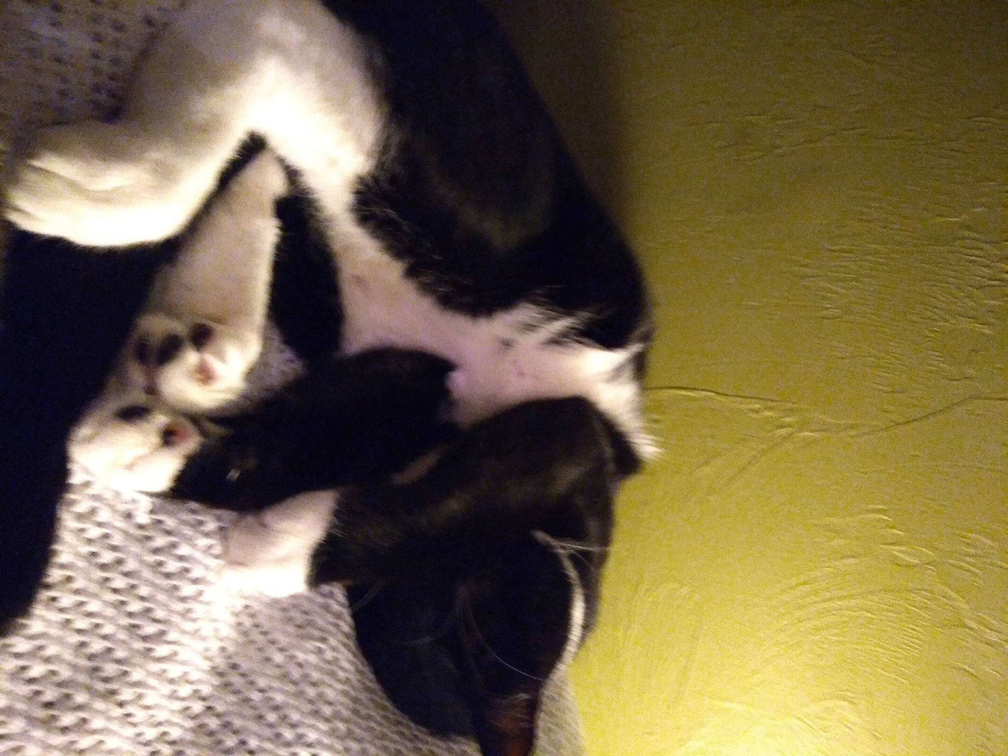 Big Jake is registered to the contest to win money with this photo: canidae, carnivore, cat, claw, comfort, dog_breed, domestic_short_haired_cat, felidae, foot, fur, human_leg, monochrome_photography, paw, shadow, small_to_medium_sized_cats, sporting_group, tail, terrestrial_animal, whiskers