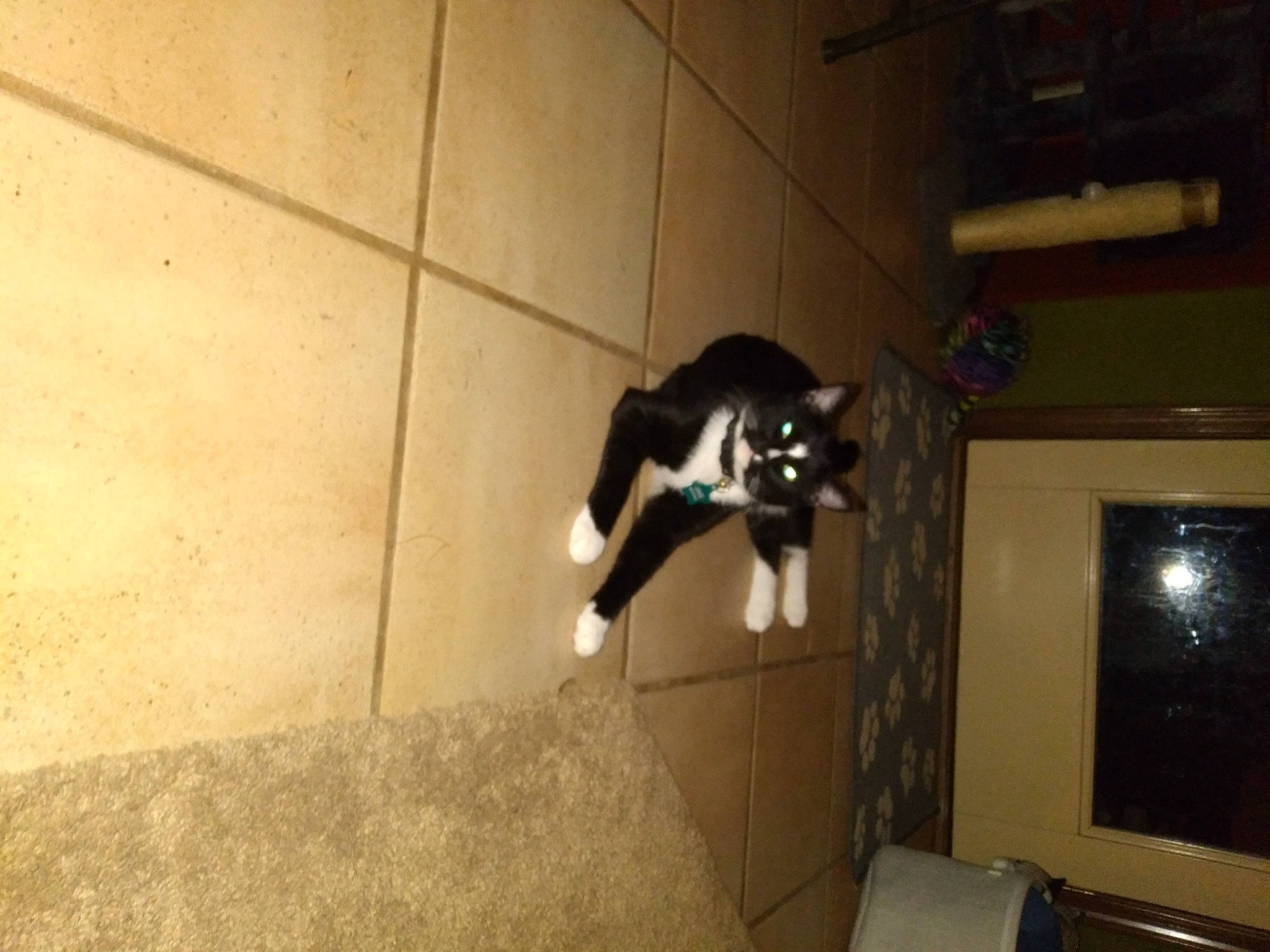 Big Jake joined the competition — help win amazing prizes! analog_television, canidae, carnivore, cat, display_device, dog_breed, domestic_short_haired_cat, felidae, flooring, fur, hardwood, room, small_to_medium_sized_cats, sporting_group, tail, television, television_set, tints_and_shades, whiskers, wood